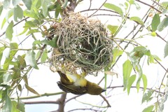 Ploceus