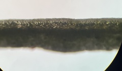Udotea