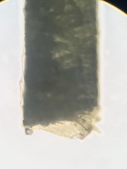Udotea