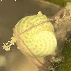 Elphidium macellum