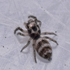 Salticus propinquus