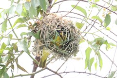 Ploceus