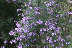 Prostanthera violacea