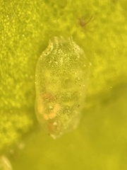 Perophora viridis