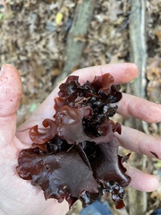 Phaeotremella frondosa