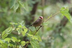 Estrilda troglodytes