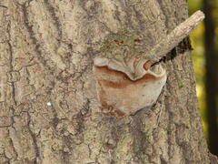 Phellinus tremulae
