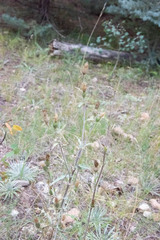 Cirsium arizonicum