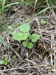 Chaenostoma cordatum