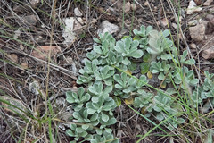 Antennaria parvifolia