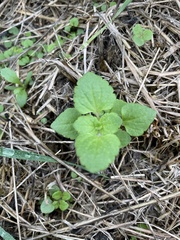 Chaenostoma cordatum