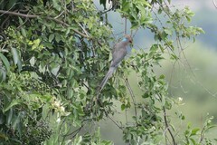 Urocolius macrourus