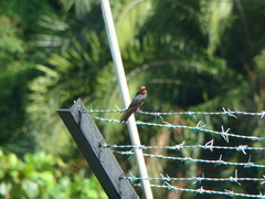 Hirundo tahitica