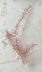 Dasya rigidula