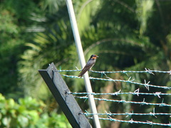 Hirundo tahitica