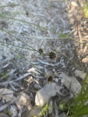 Schoenus curvifolius