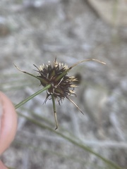 Schoenus curvifolius