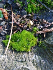 Barbula unguiculata