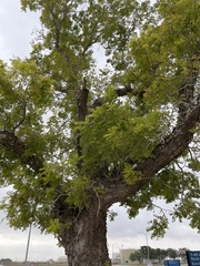 Koelreuteria bipinnata