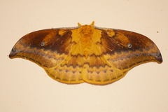 Syntherata