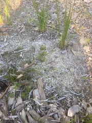 Schoenus curvifolius