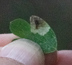 Calycomyza eupatoriphaga