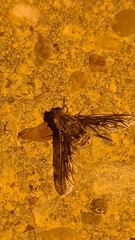 Poecilanthrax arethusa