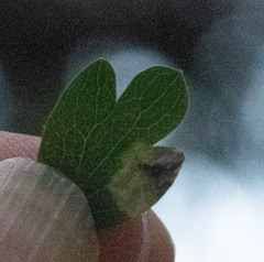 Calycomyza eupatoriphaga