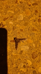 Poecilanthrax arethusa