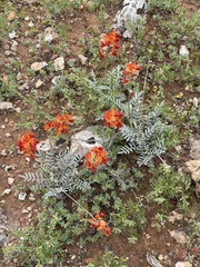 Swainsona stipularis