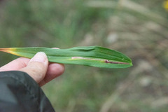 Synchysa tricincta