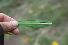 Synchysa tricincta