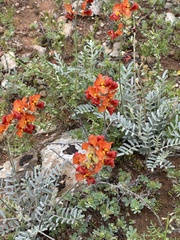 Swainsona stipularis