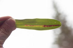 Synchysa tricincta