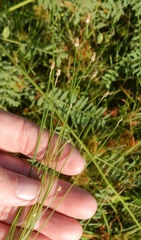 Eleocharis geniculata