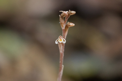 Danhatchia copelandii