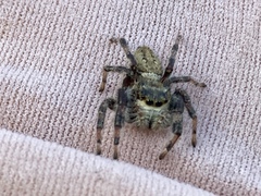 Phidippus clarus