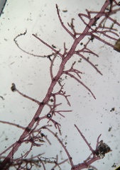 Dasya rigidula