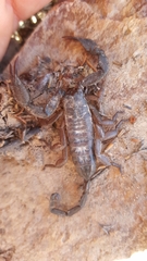 Hadogenes trichiurus