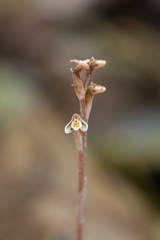 Danhatchia copelandii