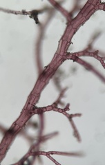 Dasya rigidula