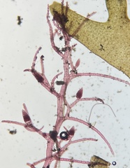Dasya rigidula