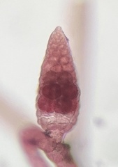 Dasya rigidula