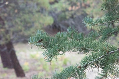 Abies concolor