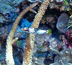 Halichoeres hortulanus