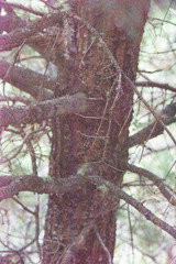 Abies concolor