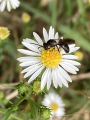 Lasioglossum fuscipenne
