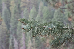 Abies concolor