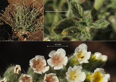 Heliotropium hirsutissimum