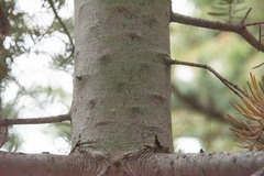 Abies concolor